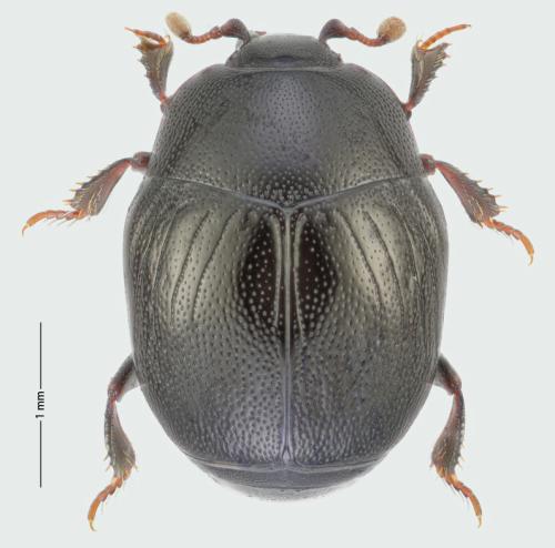 Réf. 300 813 : Gnathoncus buyssoni
