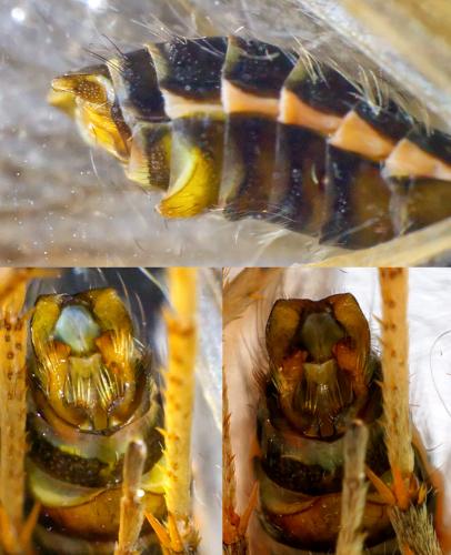 Brachycentrus subnubilus