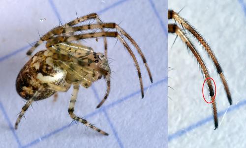 Metellina sp.