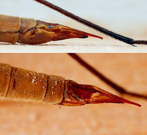 Tipula paludosa