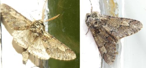 Réf. 300 937 : Biston strataria