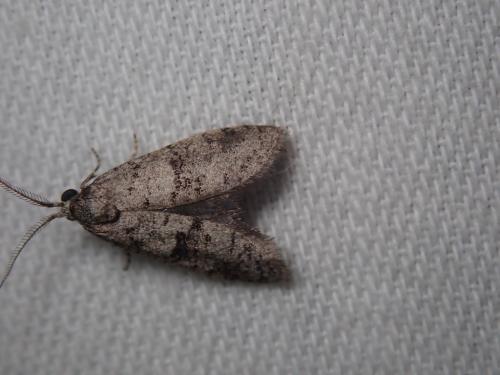 Penestoglossa dardoinella
