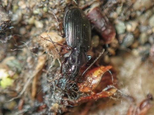 Réf. 300 381 : Agonum sp.