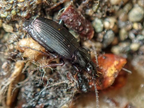 Réf. 300 365 : Agonum sp.