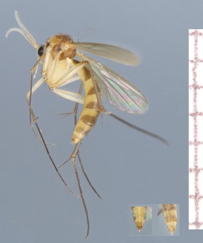 Exechia festiva