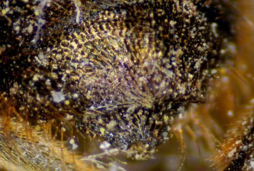 Osmia brevicornis