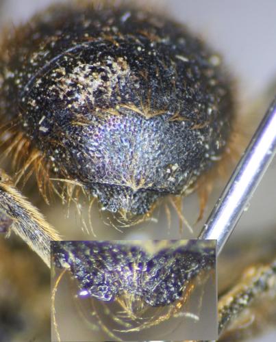 Osmia brevicornis