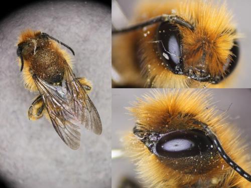 Osmia brevicornis