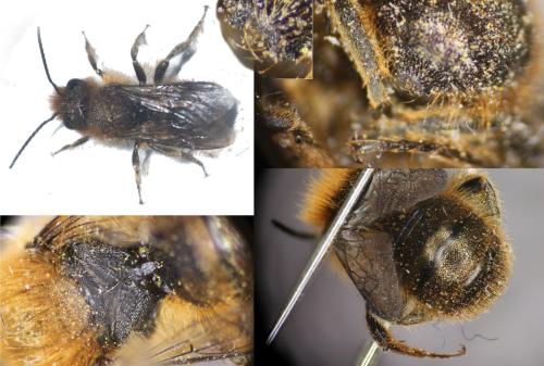 Osmia brevicornis