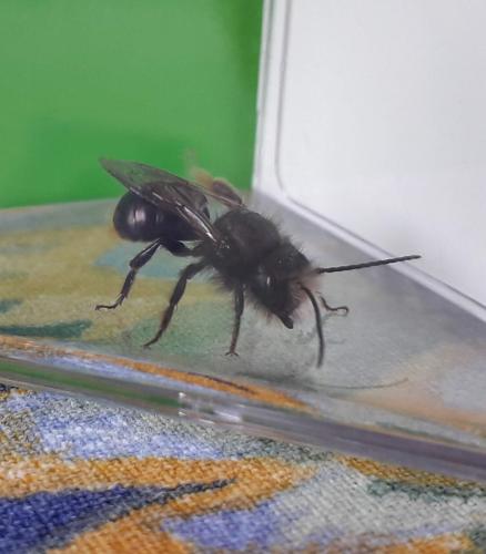 Osmia cornuta
