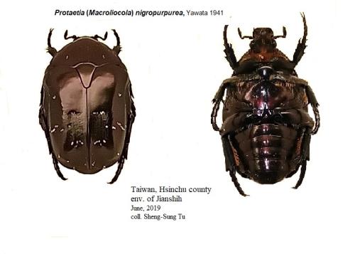Protaetia nigropurpurea