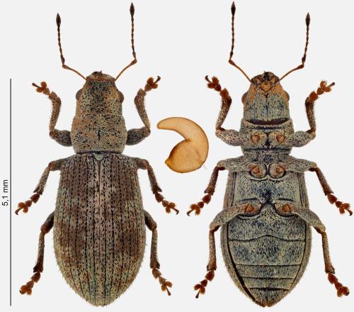 Réf. 300 384 : Pachyrhinus squamosus