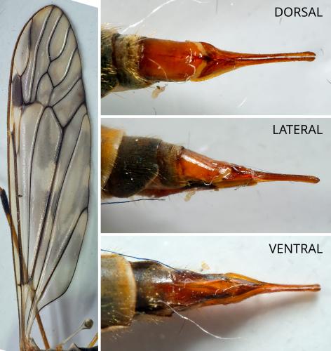 Réf. 300 420 : Tipula rufina