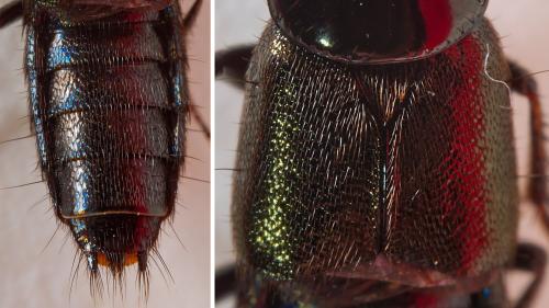 Réf. 300 954 : Philonthus sp.