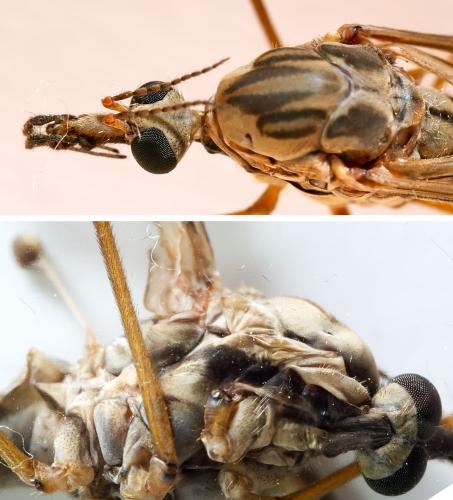 Réf. 300 419 : Tipula rufina