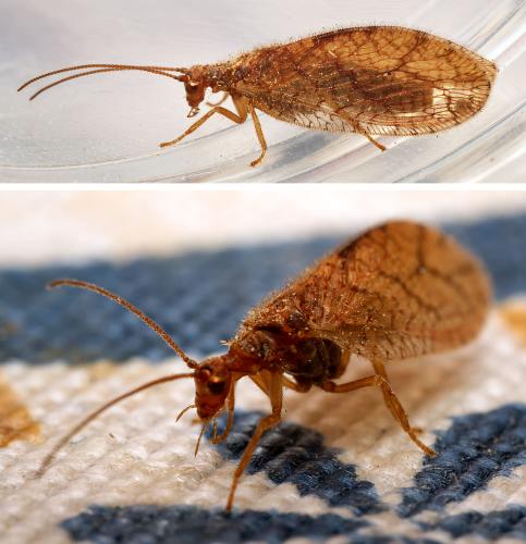 Micromus angulatus
