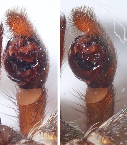 Trochosa terricola