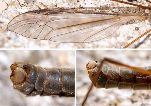 Réf. 300 140 : Tipula oleracea
