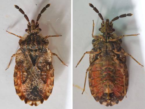 Aradus depressus