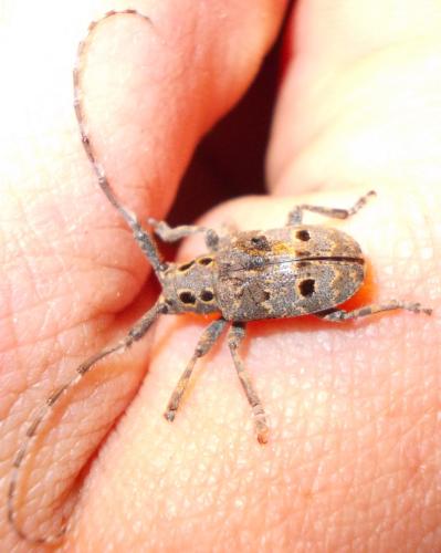 Réf. 300 694 : Mesosa curculionoides