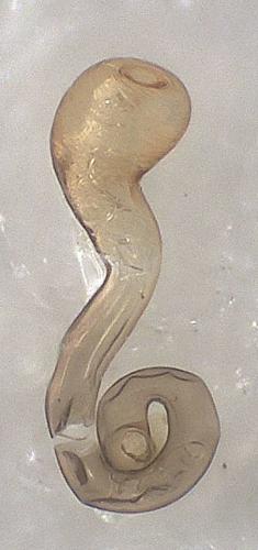 Amischa nigrofusca