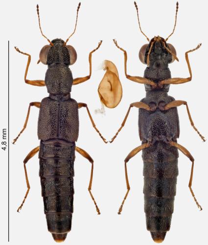 Réf. 300 336 : Stenus aceris