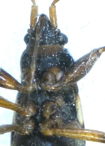 Scolopostethus sp.