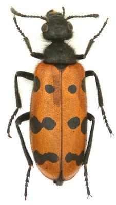 Hycleus brevicollis