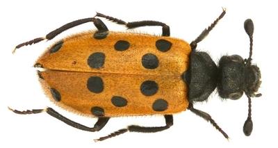 Actenodia septempunctata