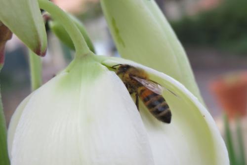 Apis mellifera