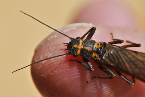 Réf. 300 843 : Perlodes sp.