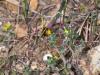 300498 – Photo : Danièle Tixier-Inrep – France (30)
