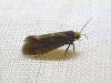 300700 – Photo : Moth-er – France (69)