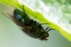 300811 – Photo : Didier Houbrechts – Belgique