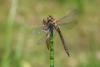 300769 – Photo : Maurice PROGNON – France (37)
