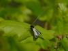 300879 – Photo : VERMELLE Georges – France (62)