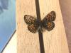 300123 – Photo : Limenitis78 – France (05)