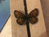 300124 – Photo : Limenitis78 – France (05)