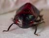 300826 – Photo : Cédric Mondy – France (94)