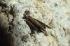 300395 – Photo : Moth-er – France (69)