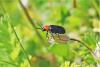 300845 – Photo : Nicolas Mangold – France (46)