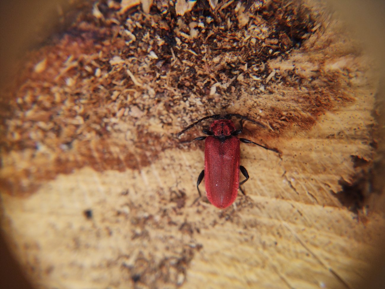 Ivan Jaubertie - Pyrrhidium sanguineum - réf. 300614 (1300 x 975 pixels, 199 ko)