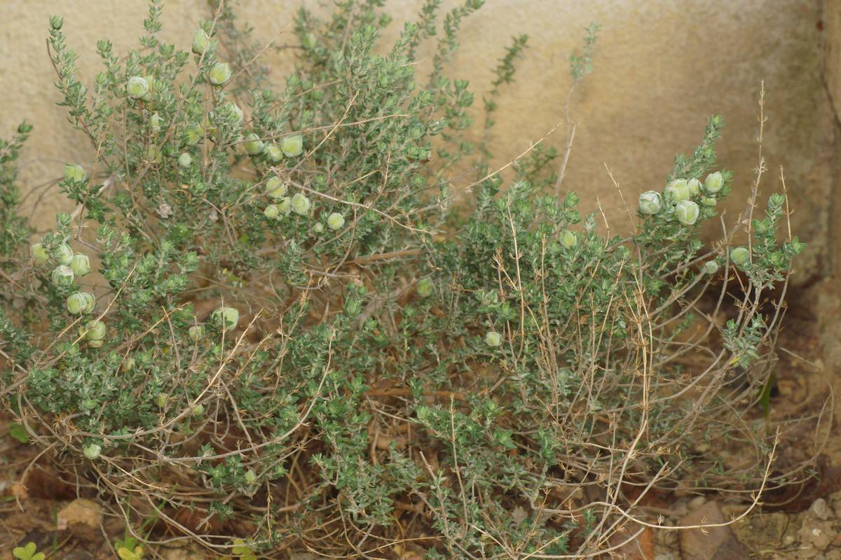 Pierre Gros - Bayeriola thymicola - réf. 300603 (1200 x 800 pixels, 214 ko)