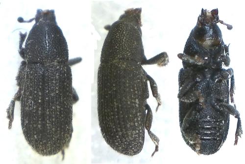 Réf. 301 092 : Scolytinae inconnu
