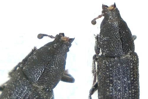 Réf. 301 093 : Scolytinae inconnu