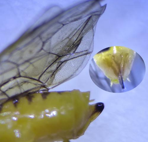 Réf. 301 474 : Euura scutellata