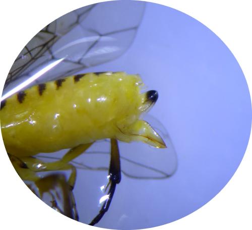 Euura scutellata