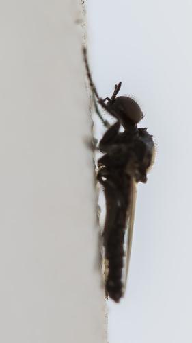 Réf. 301 928 : Dilophus sp.