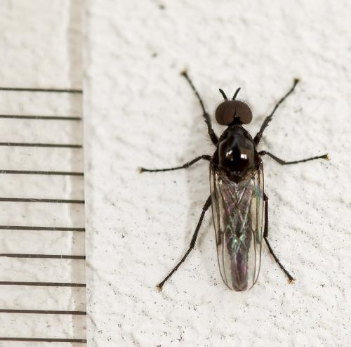 Réf. 301 926 : Dilophus sp.