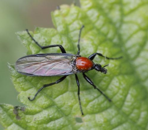 Bibio anglicus
